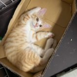 7月20日のひたちなか店に参加するホーリーキャットの保護猫18