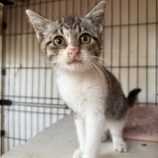 7月20日のひたちなか店に参加するホーリーキャットの保護猫19