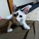 7月20日のひたちなか店に参加するホーリーキャットの保護猫20