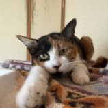 7月20日のひたちなか店に参加するホーリーキャットの保護猫21