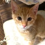 7月20日のひたちなか店に参加するホーリーキャットの保護猫22