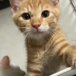 7月20日のひたちなか店に参加するホーリーキャットの保護猫23