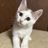 7月20日のひたちなか店に参加するホーリーキャットの保護猫24