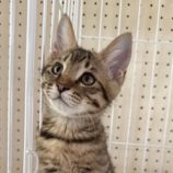 7月20日のひたちなか店に参加するホーリーキャットの保護猫25