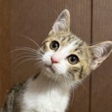 7月20日のひたちなか店に参加するホーリーキャットの保護猫26