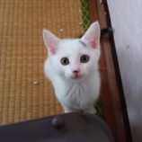 7月20日のひたちなか店に参加するホーリーキャットの保護猫27