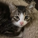 7月20日のひたちなか店に参加するホーリーキャットの保護猫28