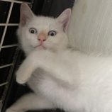 7月20日のひたちなか店に参加するホーリーキャットの保護猫29