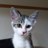 7月20日のひたちなか店に参加するホーリーキャットの保護猫30