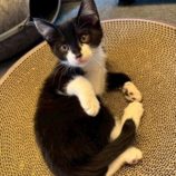 7月5日の市原店に参加する花ねこ千葉の保護猫01