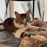 7月5日の市原店に参加する花ねこ千葉の保護猫02