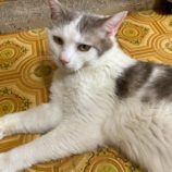 7月5日の市原店に参加する花ねこ千葉の保護猫03