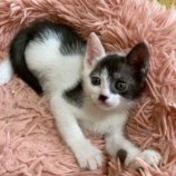 7月5日の市原店に参加する花ねこ千葉の保護猫06