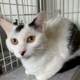 7月5日の市原店に参加する花ねこ千葉の保護猫07