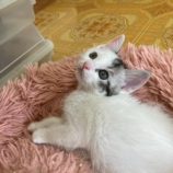 7月5日の市原店に参加する花ねこ千葉の保護猫08