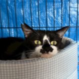 7月5日の市原店に参加する花ねこ千葉の保護猫09