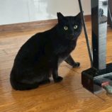 7月5日の市原店に参加する花ねこ千葉の保護猫10