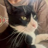 7月5日の市原店に参加する花ねこ千葉の保護猫11