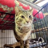 7月5日の市原店に参加する花ねこ千葉の保護猫12