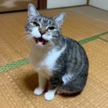 7月5日の市原店に参加する花ねこ千葉の保護猫13