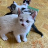 7月5日の市原店に参加する花ねこ千葉の保護猫14