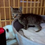 7月5日の市原店に参加する花ねこ千葉の保護猫15