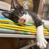 7月5日の市原店に参加する花ねこ千葉の保護猫16