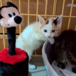 7月5日の市原店に参加する花ねこ千葉の保護猫17