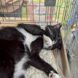 7月5日の市原店に参加する花ねこ千葉の保護猫18