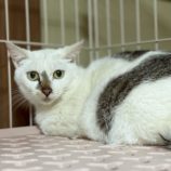 7月5日の市原店に参加する花ねこ千葉の保護猫19