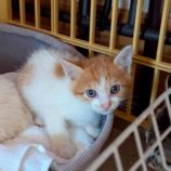 7月5日の市原店に参加する花ねこ千葉の保護猫20