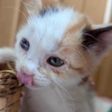 7月5日の市原店に参加する花ねこ千葉の保護猫21