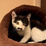 7月5日の市原店に参加する花ねこ千葉の保護猫23