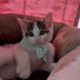 7月5日の市原店に参加する花ねこ千葉の保護猫24