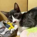 7月5日の市原店に参加する花ねこ千葉の保護猫25