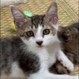 7月6日の伊勢崎店に参加する猫びよりの保護猫01