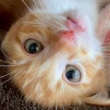 7月6日の伊勢崎店に参加する猫びよりの保護猫03