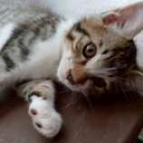 7月6日の伊勢崎店に参加する猫びよりの保護猫05