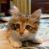 7月6日の伊勢崎店に参加する猫びよりの保護猫07