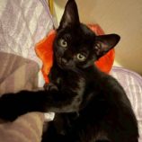 7月6日の伊勢崎店に参加する猫びよりの保護猫09