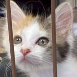 7月6日の伊勢崎店に参加する猫びよりの保護猫10