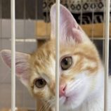 7月6日の伊勢崎店に参加する猫びよりの保護猫12