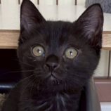 7月6日の伊勢崎店に参加する猫びよりの保護猫13