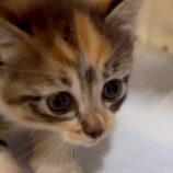 7月6日の伊勢崎店に参加する猫びよりの保護猫14