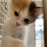 7月6日の伊勢崎店に参加する猫びよりの保護猫15