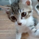 7月6日の伊勢崎店に参加する猫びよりの保護猫16