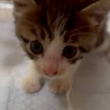 7月6日の伊勢崎店に参加する猫びよりの保護猫17