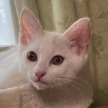 7月6日の伊勢崎店に参加する猫びよりの保護猫18