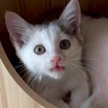 7月6日の伊勢崎店に参加する猫びよりの保護猫19