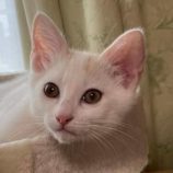 8月3日の伊勢崎ペッツクローバー店に参加する猫びよりの保護猫01